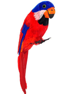 perroquet de pirate, perroquet décoration tropicale, perroquet en plumes, Perroquet avec Plumes Rouges