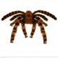 fausse araignée, araignées halloween, accessoire araignée halloween, accessoire décorations halloween, décorations araignées halloween, décorations halloween, fausse araignée tarentule géante Araignée Tarentule Velue, Fausse Fourrure