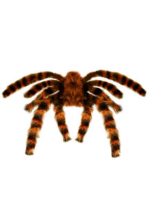fausse araignée, araignées halloween, accessoire araignée halloween, accessoire décorations halloween, décorations araignées halloween, décorations halloween, fausse araignée tarentule géante