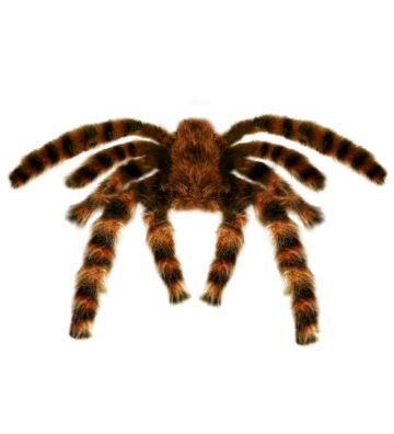 fausse araignée, araignées halloween, accessoire araignée halloween, accessoire décorations halloween, décorations araignées halloween, décorations halloween, fausse araignée tarentule géante Araignée Tarentule Velue, Fausse Fourrure