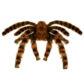 fausse araignée, araignées halloween, accessoire araignée halloween, accessoire décorations halloween, décorations araignées halloween, décorations halloween, fausse araignée tarentule géante Araignée Tarentule Velue, Fausse Fourrure