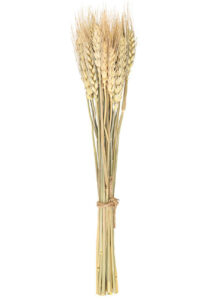 bouquet de blés, fleurs séchées, pampas, épis de blé décoration, décorations fleurs séchées, bouquet épis de blé, Bouquet 24 Epis de Blé, 35 cm