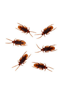 faux cafards, insectes Halloween, fausses blattes