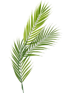 feuille de palmier, feuille tropicale, décorations tropicales, décorations hawaïennes