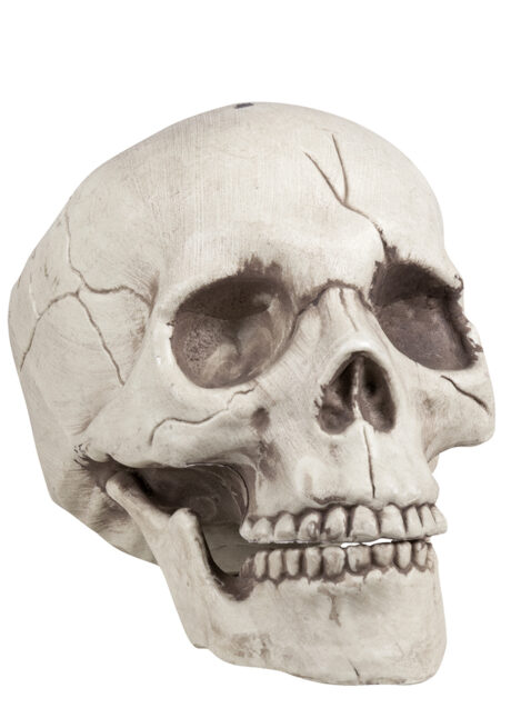 tête de mort décoration, faux crâne décorations halloween, tête de mort mâchoire mobile, décos halloween, Faux Crâne, Tête de Mort, Mâchoire Mobile