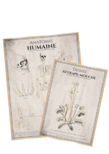 affiches anatomie humaine halloween, affiches cabinet de curiosités, Affiches Anatomie Humaine, Cabinet de Curiosité, x 2