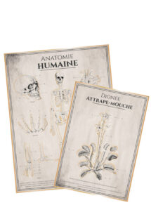 affiches anatomie humaine halloween, affiches cabinet de curiosités